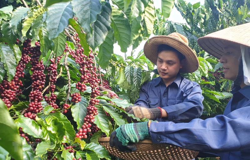Cà phê là một trong những mặt hàng có giá trị xuất khẩu lớn nhất sang Tây Ban Nha.